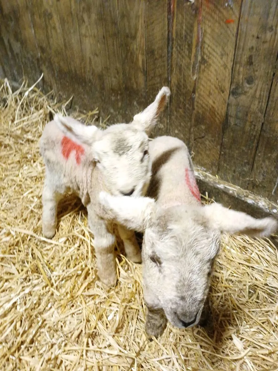 Pet Lambs - Image 1