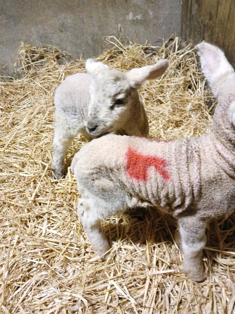 Pet Lambs - Image 2