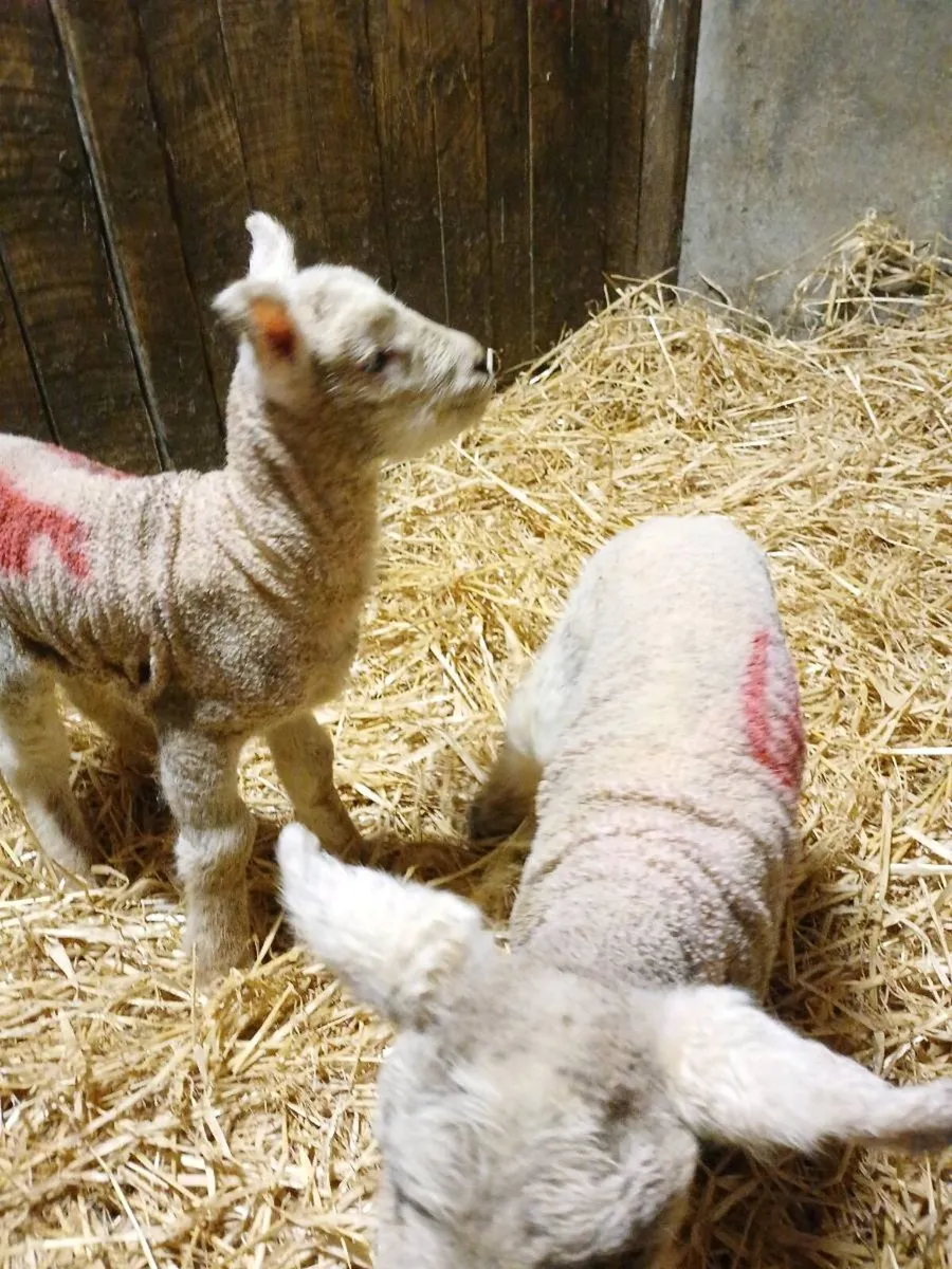 Pet Lambs - Image 3