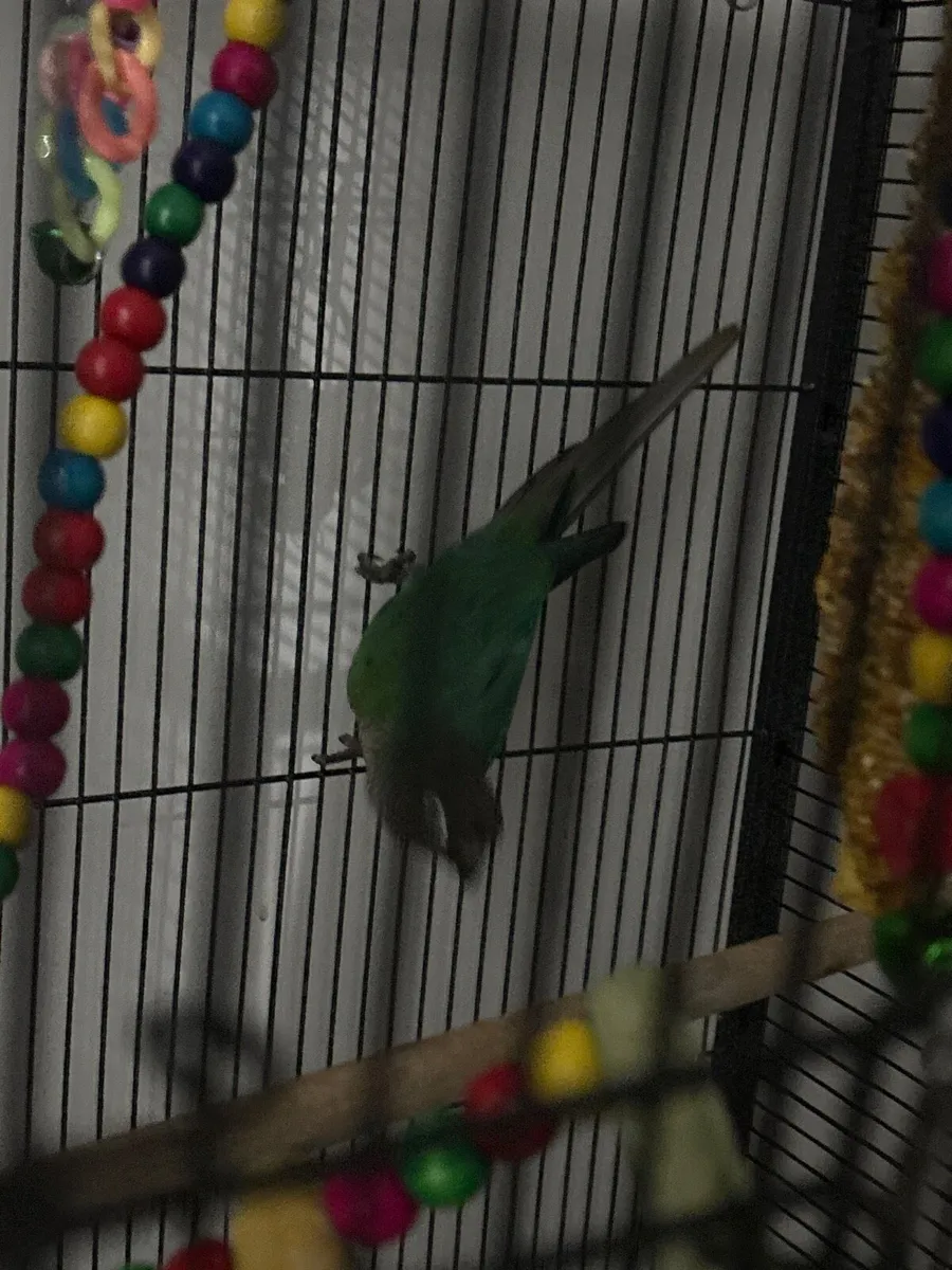 conure - Image 2