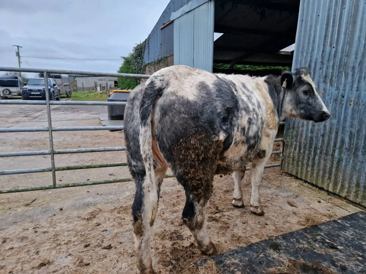 Breeding heifer - Image 3