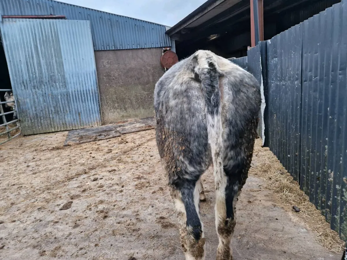 Breeding heifer - Image 4