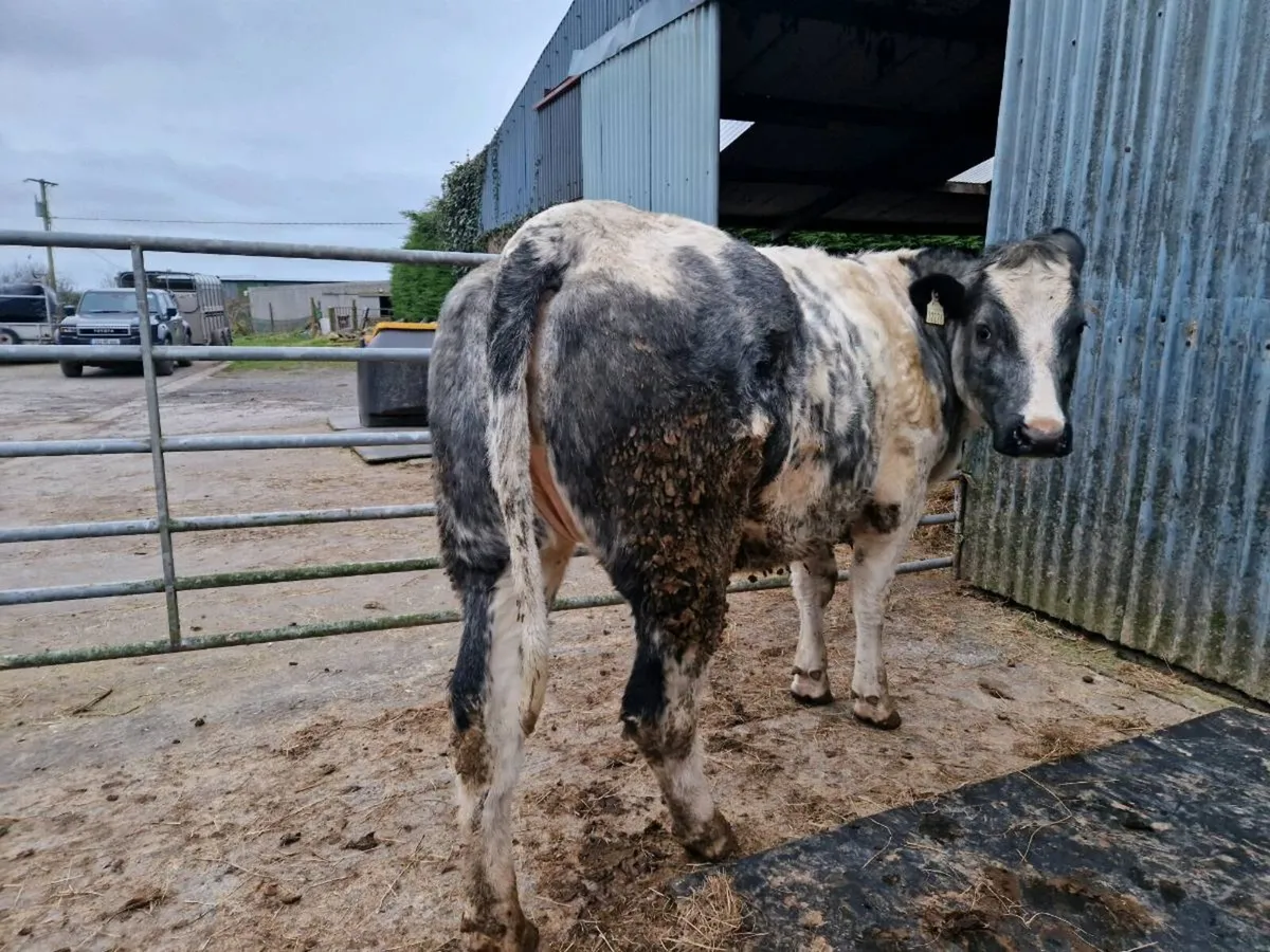 Breeding heifer - Image 1