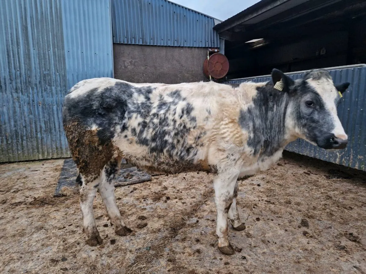 Breeding heifer - Image 2