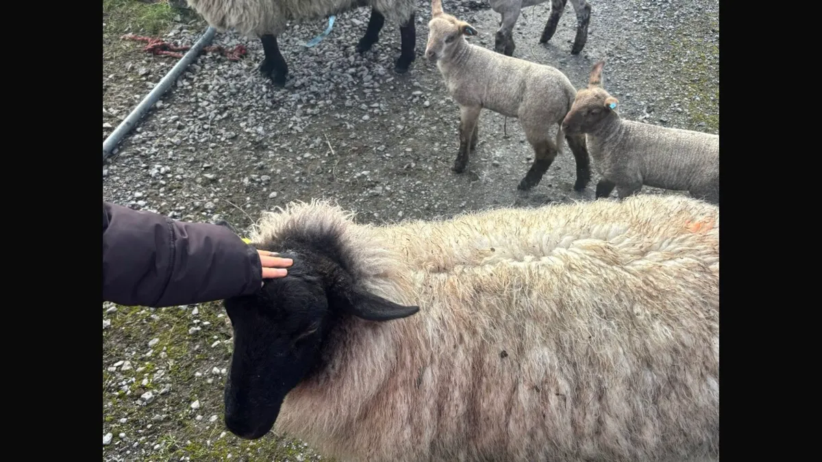 Suffolk x Hoggets with lambs - Image 4