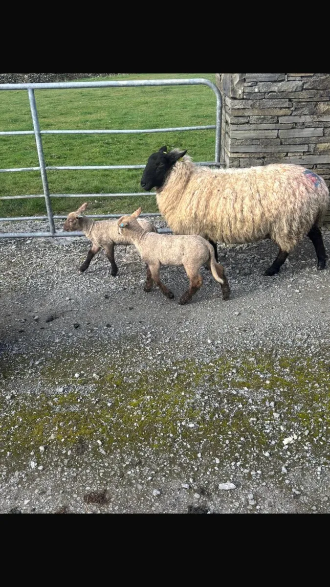 Suffolk x Hoggets with lambs - Image 2
