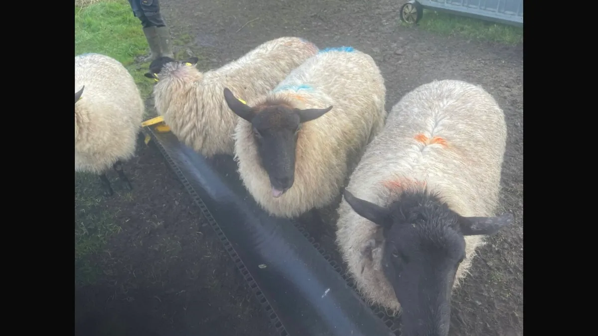 Suffolk x Hoggets with lambs - Image 1