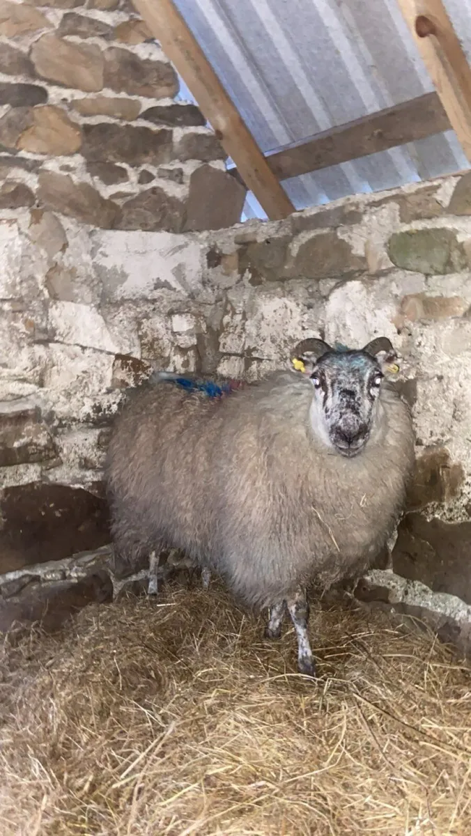 Foster ewe - Image 1