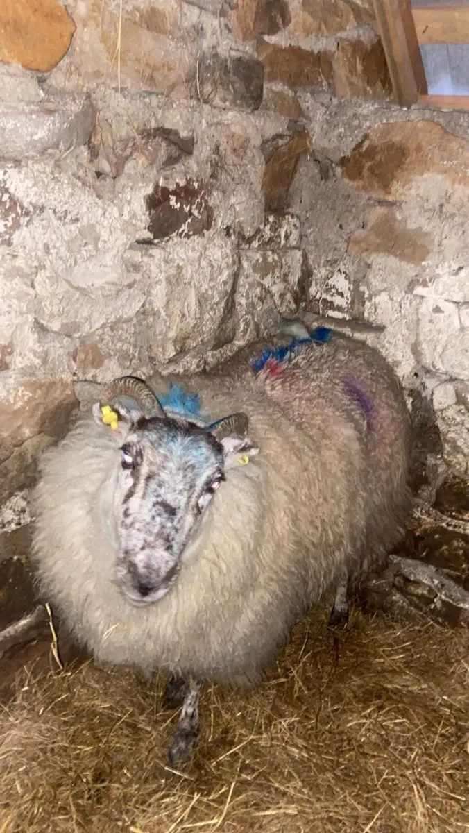 Foster ewe - Image 2
