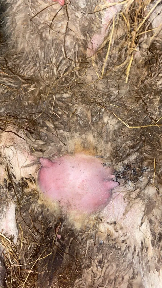 Foster ewe - Image 3