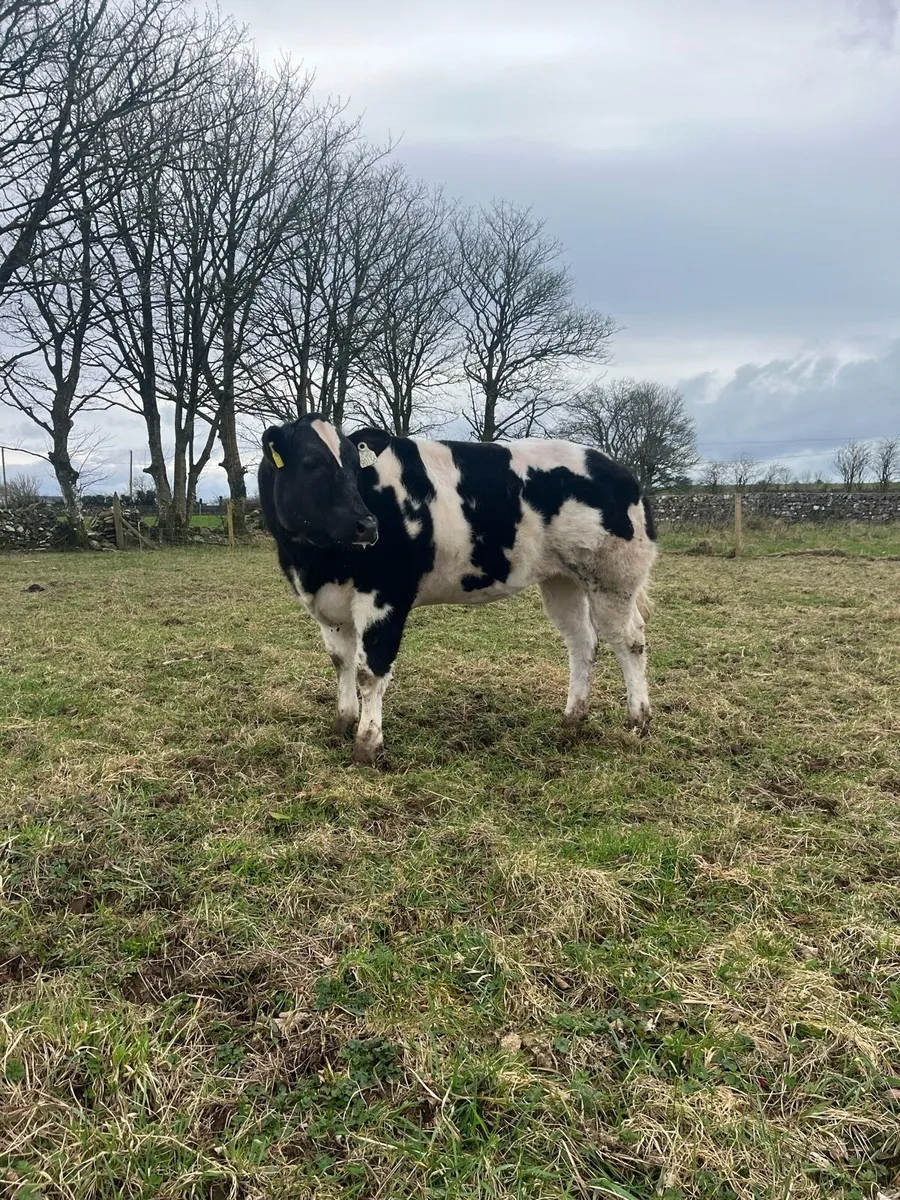 Heifer Weanling going to Balla - Image 1
