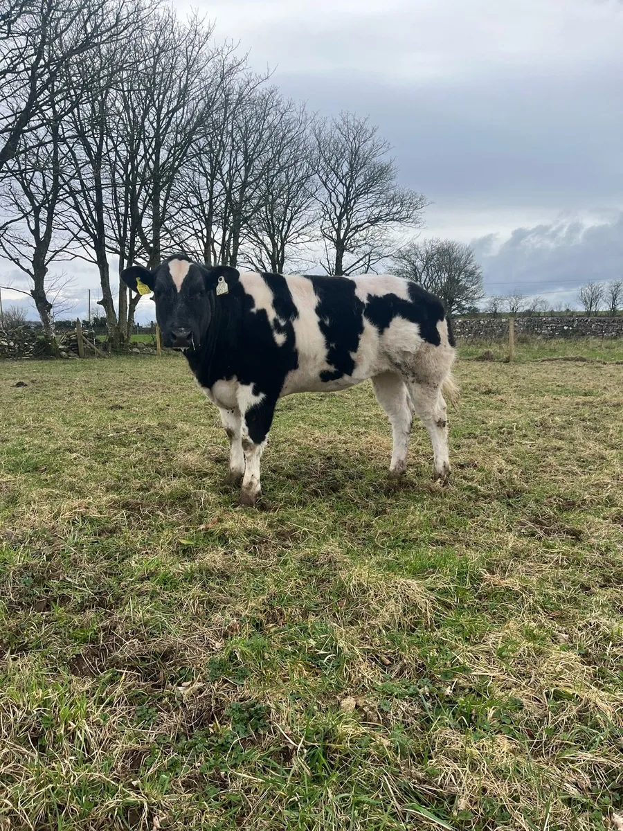 Heifer Weanling going to Balla - Image 2