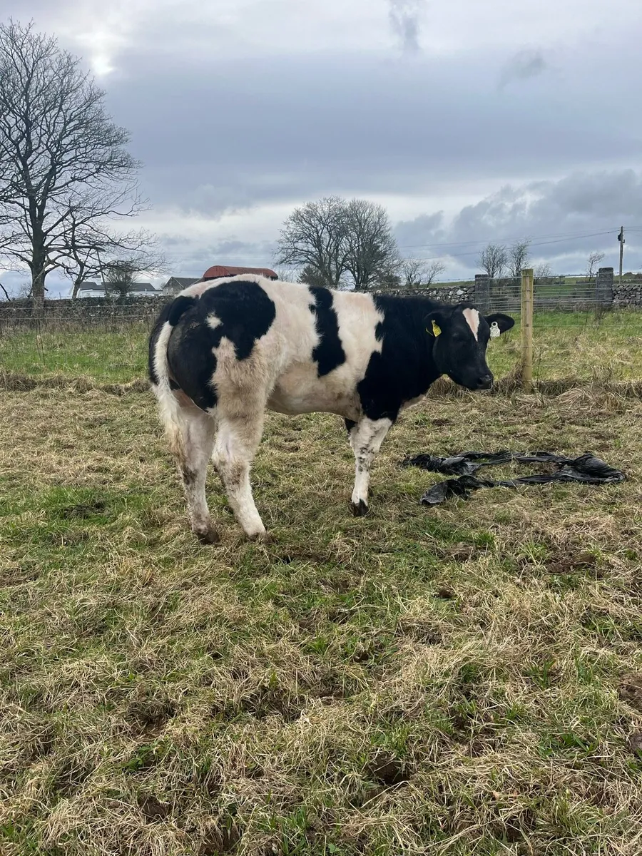 Heifer Weanling going to Balla - Image 3