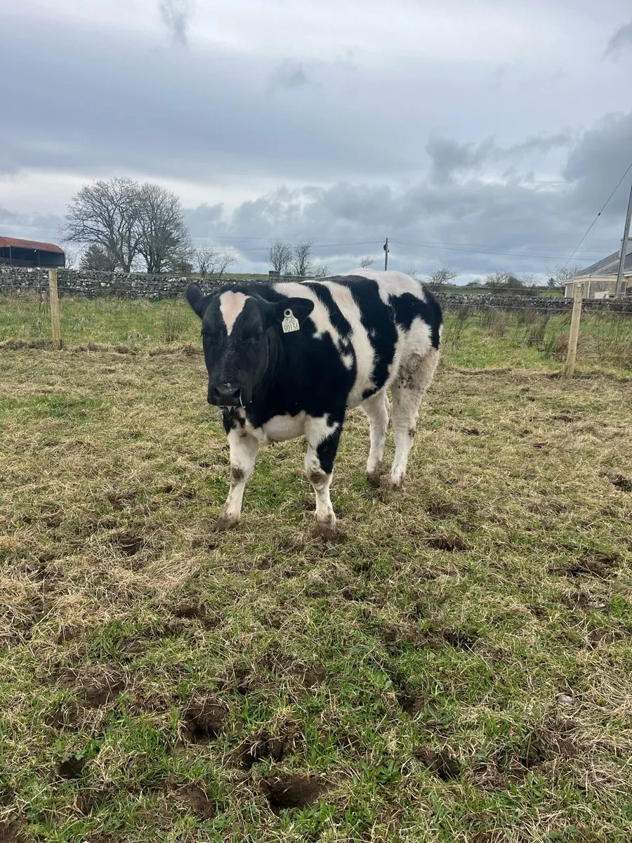 Heifer Weanling going to Balla - Image 4