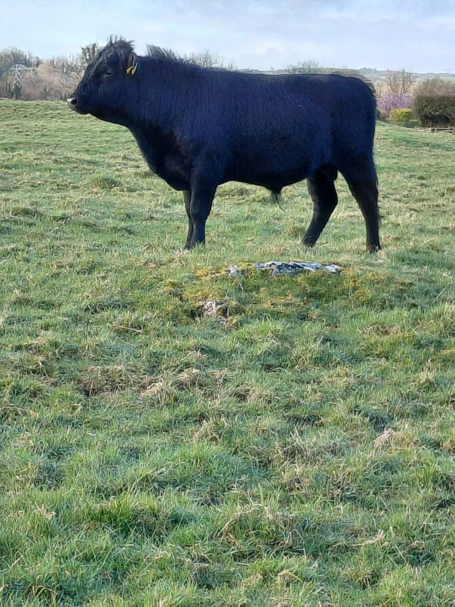Pedigree Dexter bull for sale - Image 1
