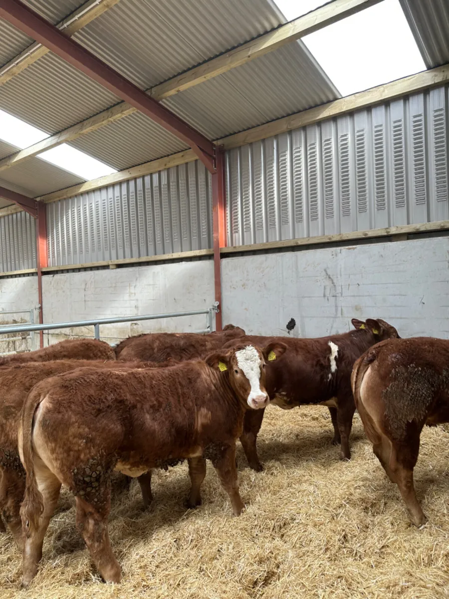 Lim heifers - Image 2