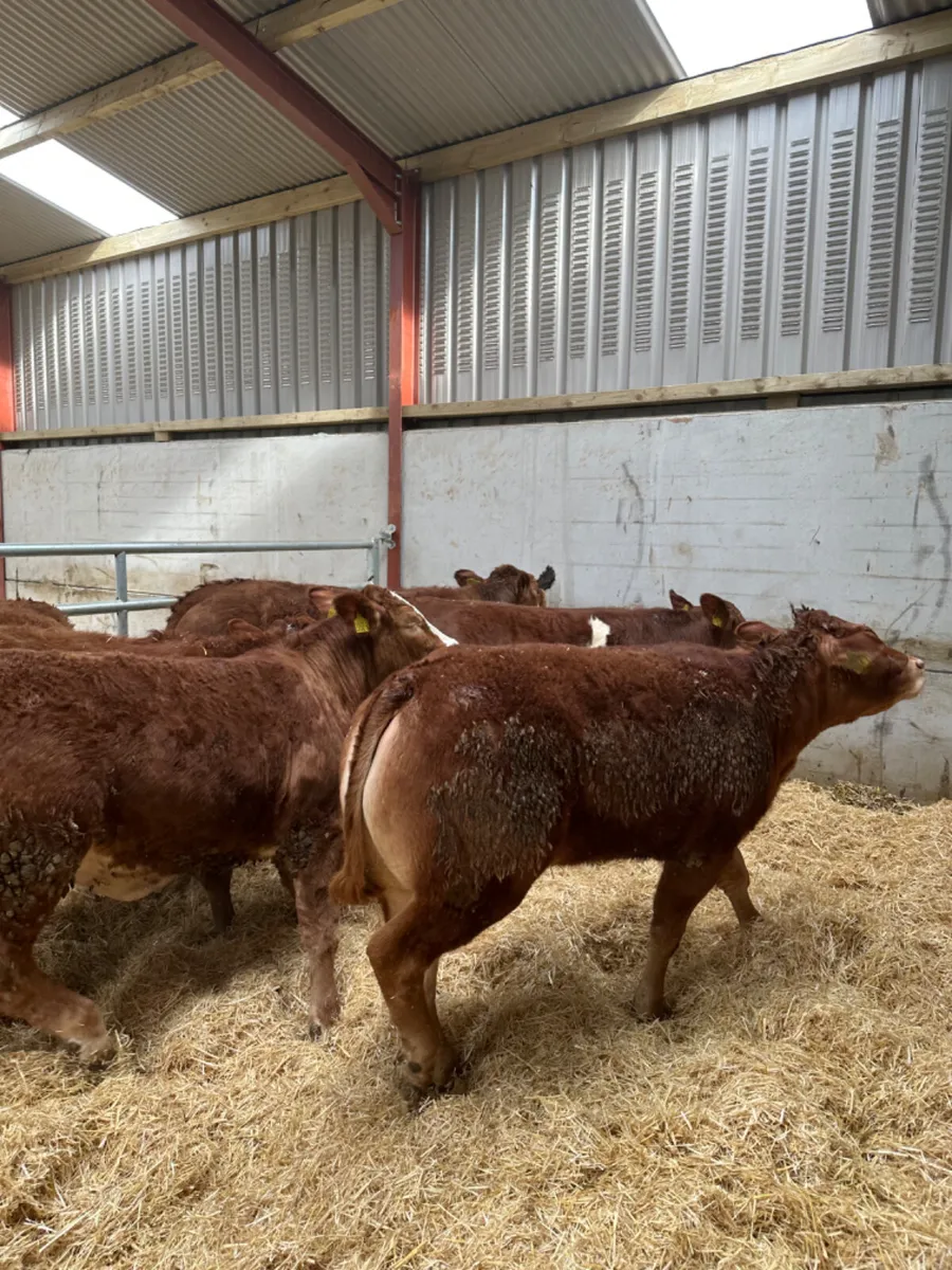 Lim heifers - Image 3