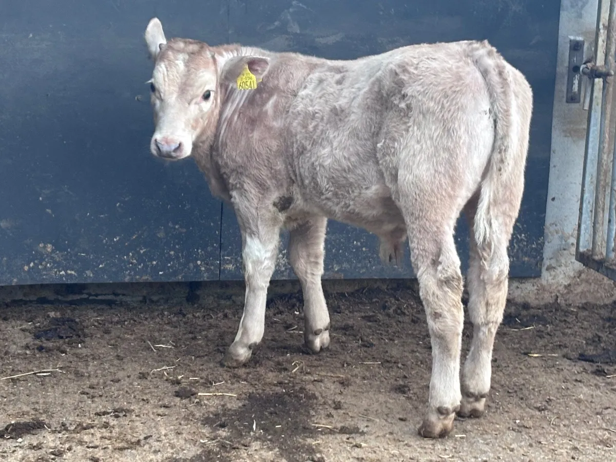 Top quality Charlaois bull Weanling for sale - Image 1
