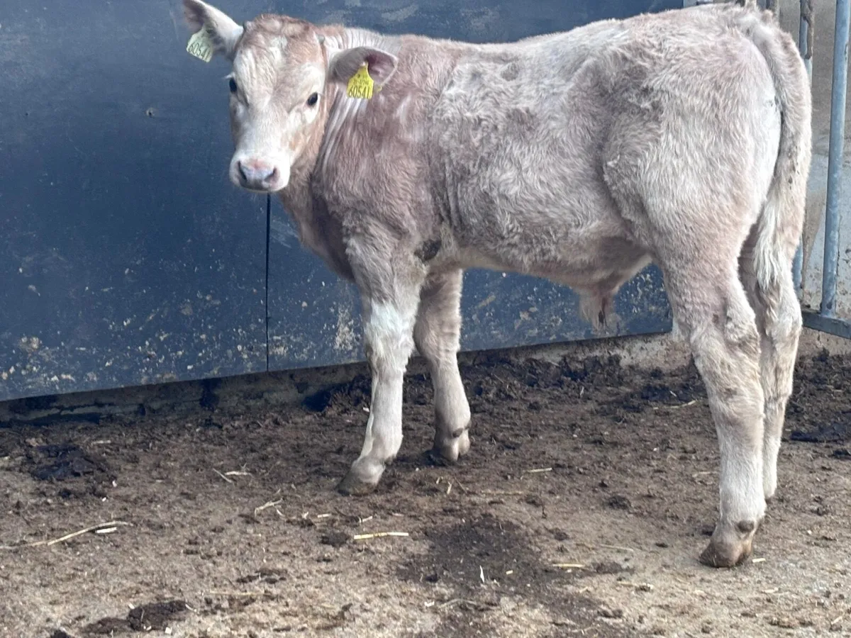 Top quality Charlaois bull Weanling for sale - Image 2