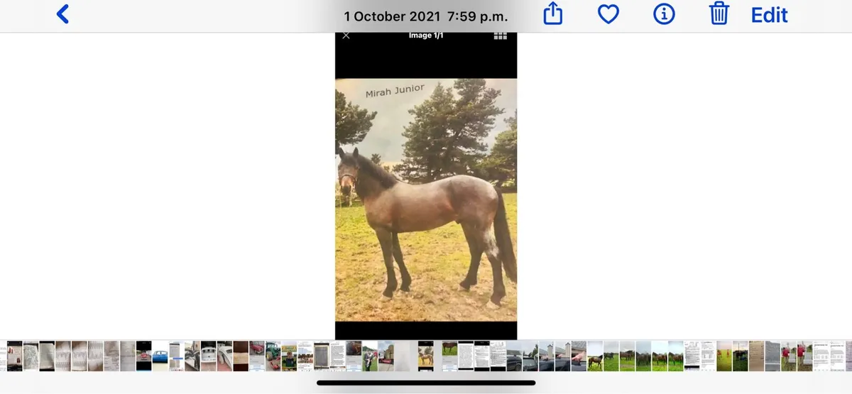 Connemara Stallions at Stud - Image 1