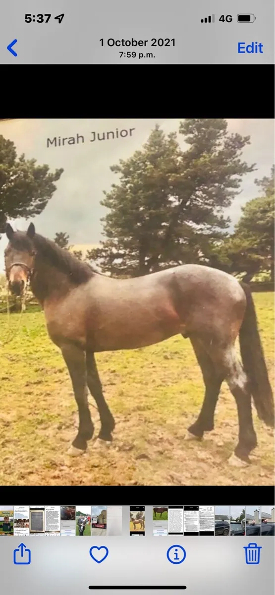 Connemara Stallions at Stud - Image 2