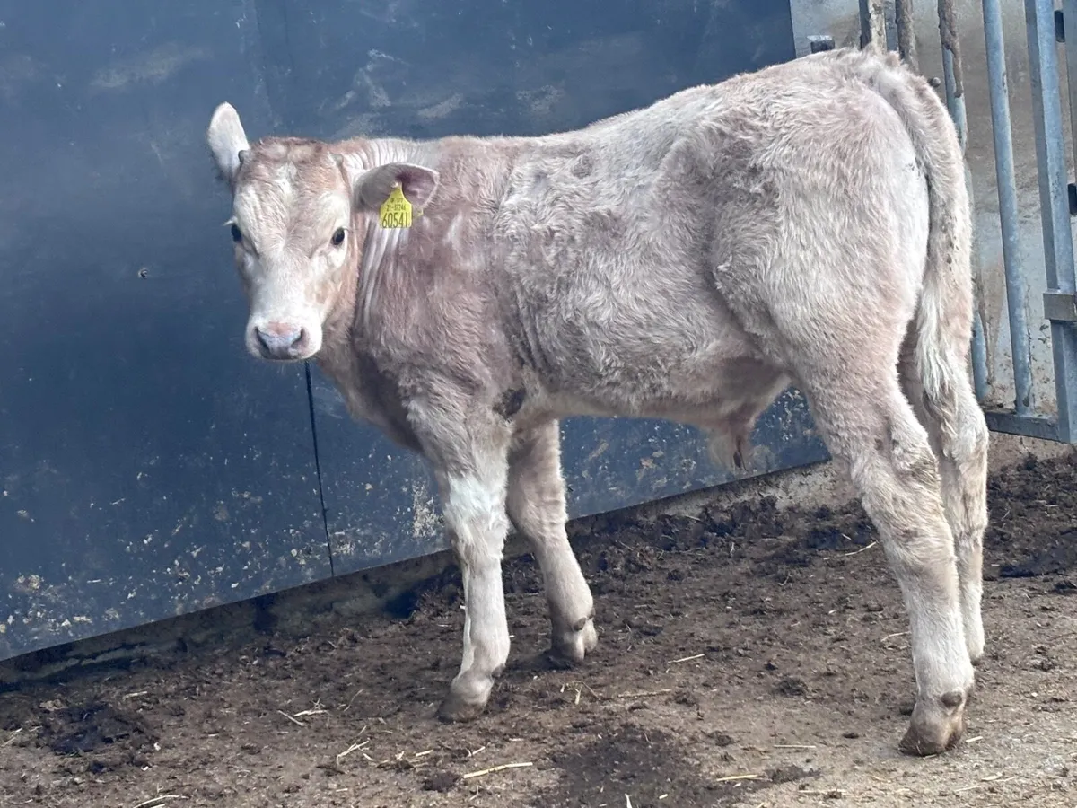 Top quality Charlaois bull Weanling for sale - Image 3