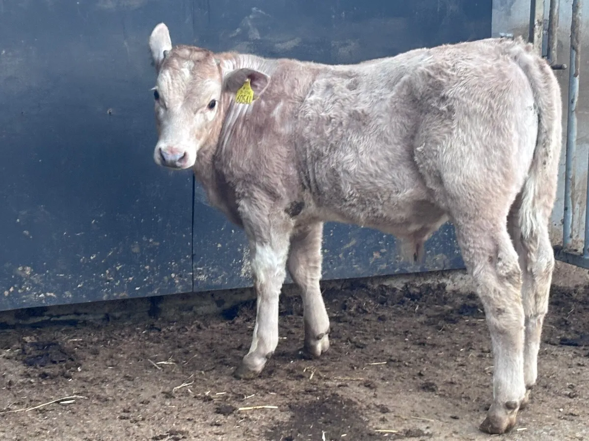 Top quality Charlaois bull Weanling for sale - Image 4