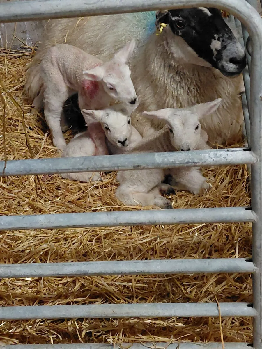 Foster lambs