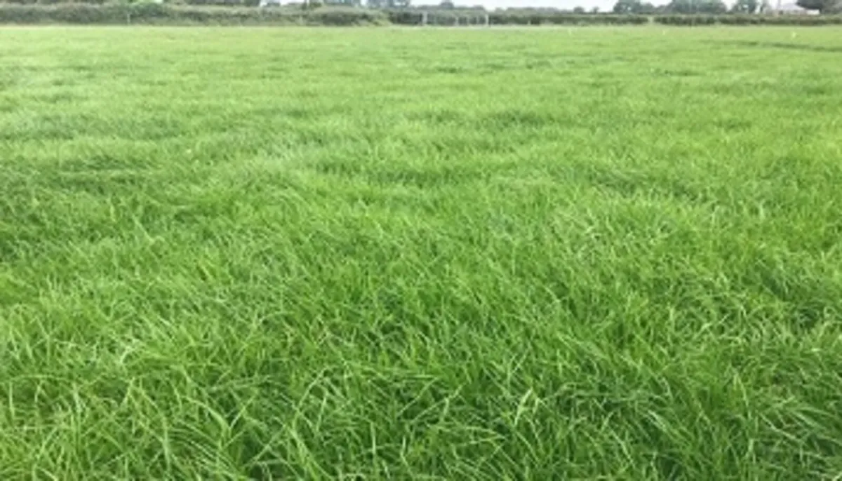 Land and Farmyard Wanted