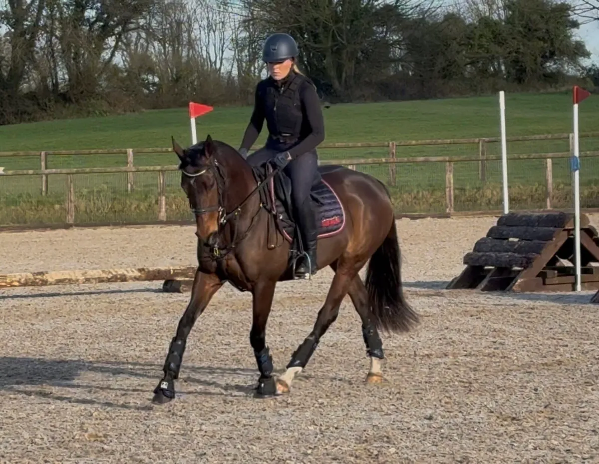 ✨ Potential all rounder for sale ✨ - Image 4