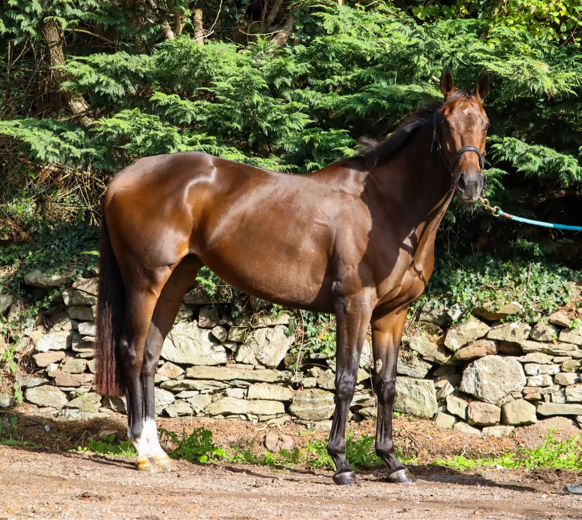 ✨ Potential all rounder for sale ✨ - Image 1