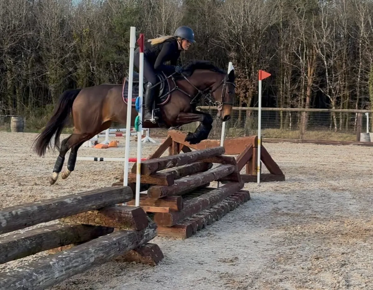 ✨ Potential all rounder for sale ✨ - Image 2