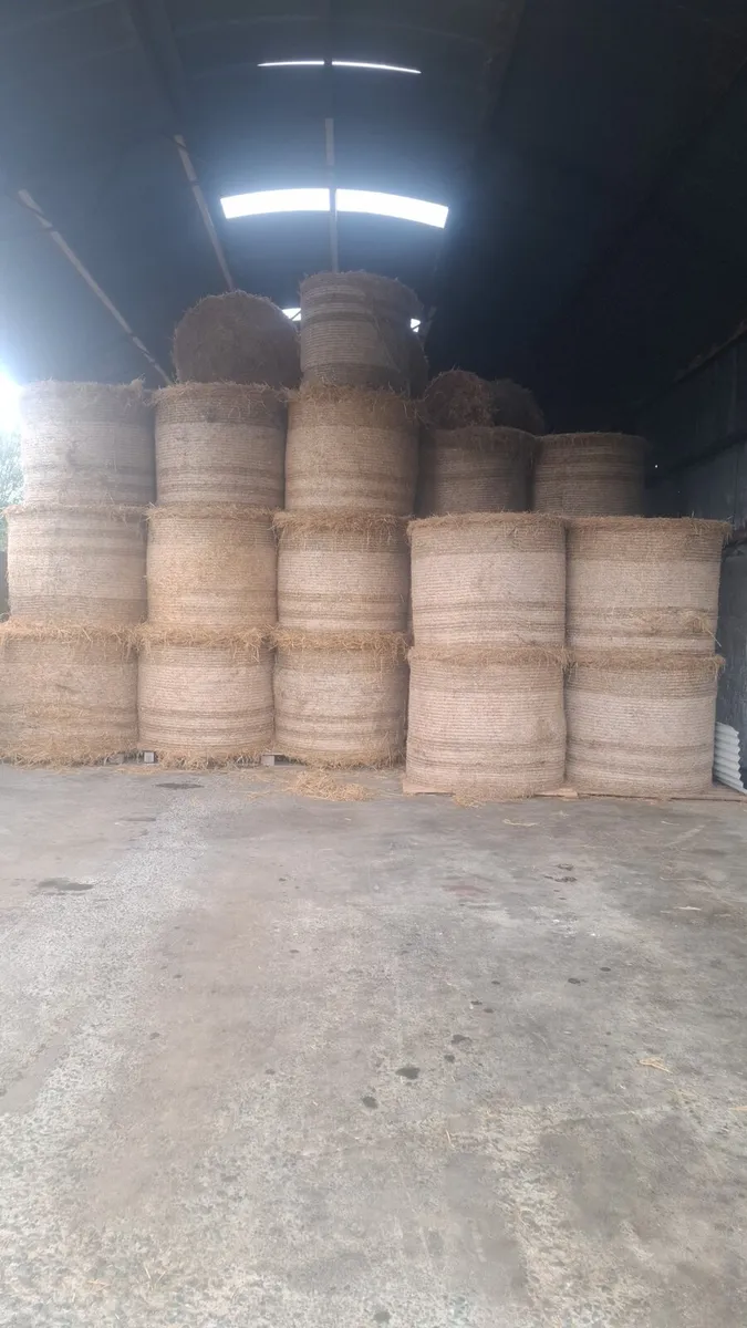Spring barley straw