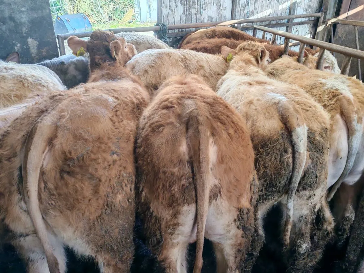 10 Super Chx Bullock's - Image 4