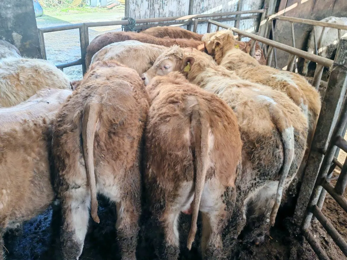 10 Super Chx Bullock's - Image 2