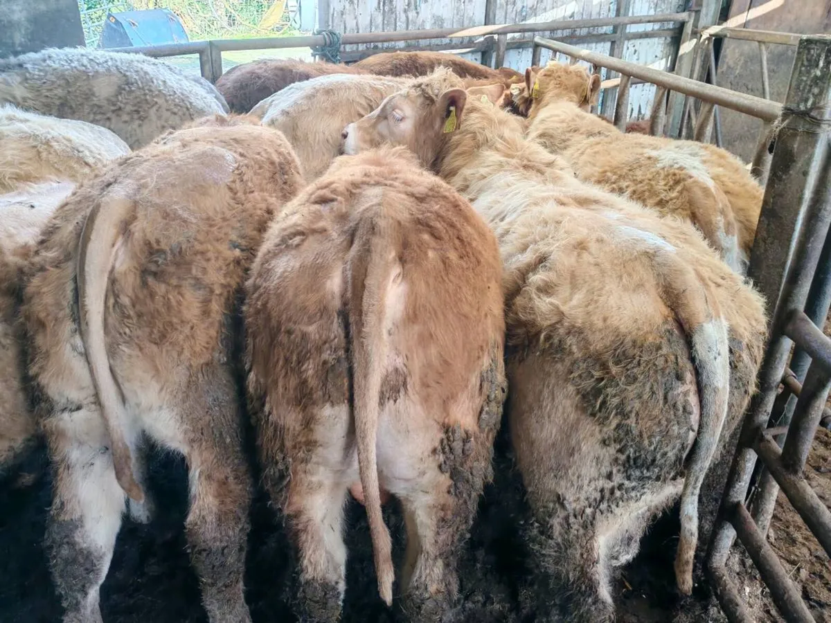 10 Super Chx Bullock's - Image 1