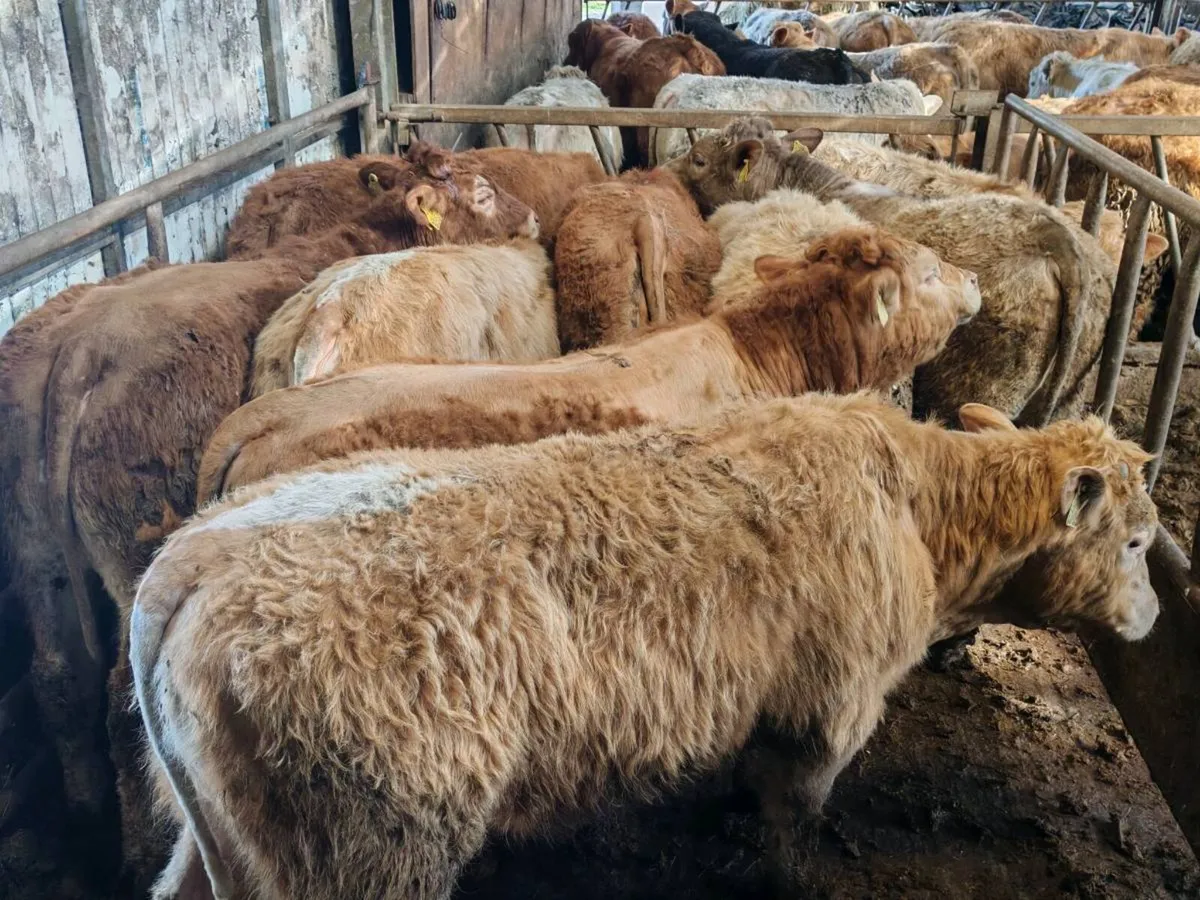 10 Super Chx Bullock's - Image 3