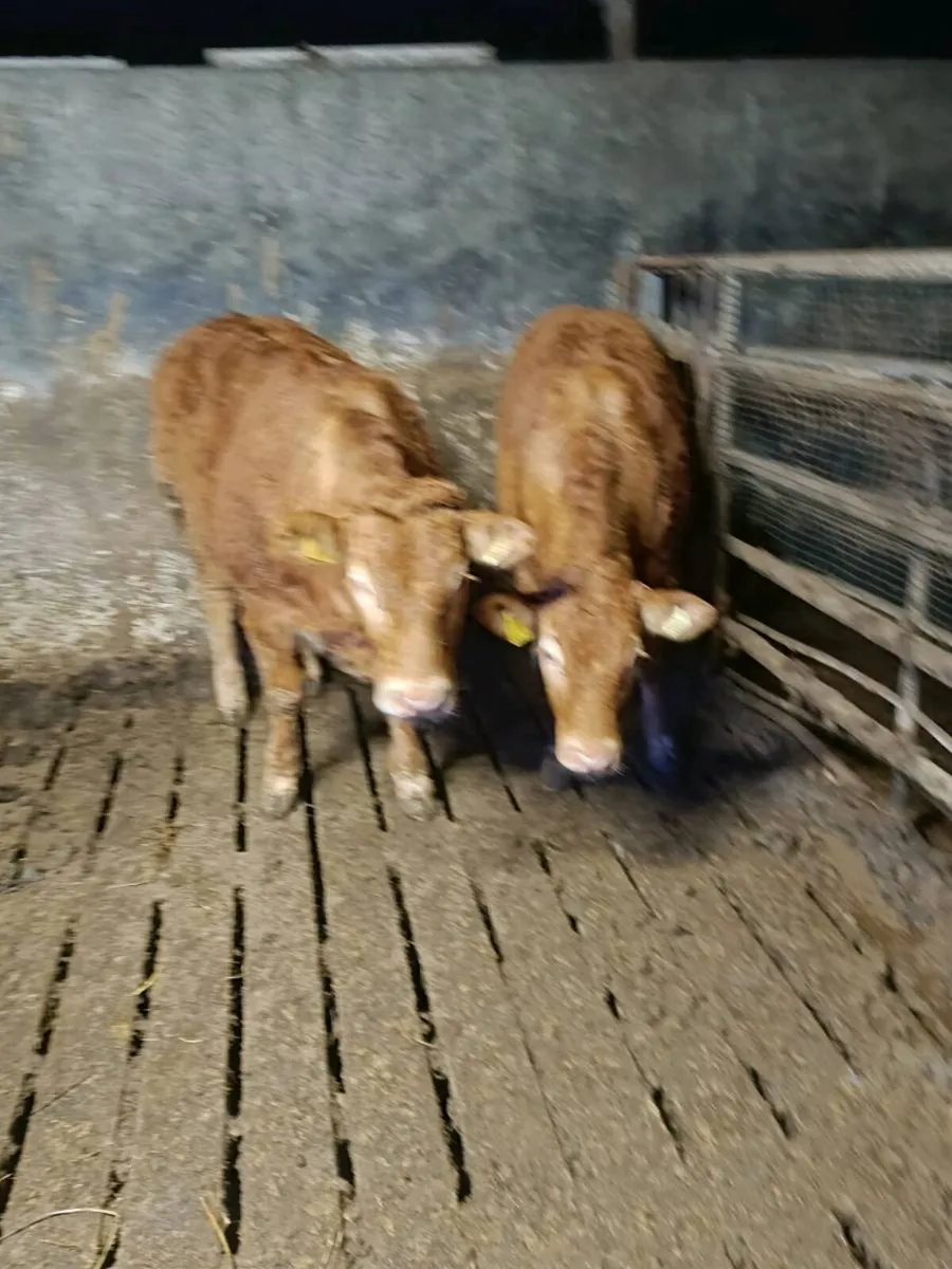 Heifers - Image 1