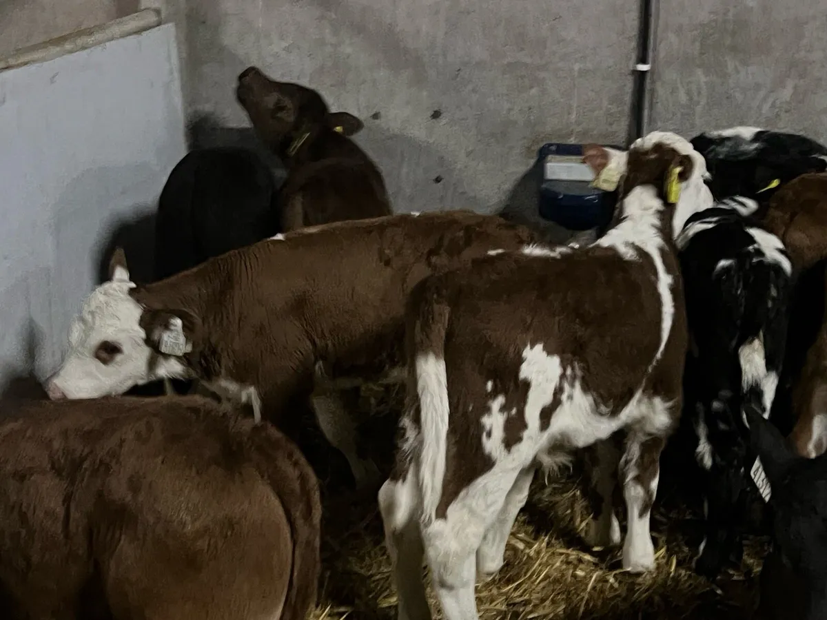 13 SUPER BULL CALVES - Image 1