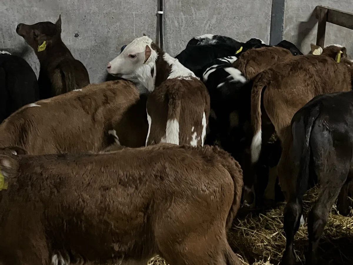 13 SUPER BULL CALVES - Image 2