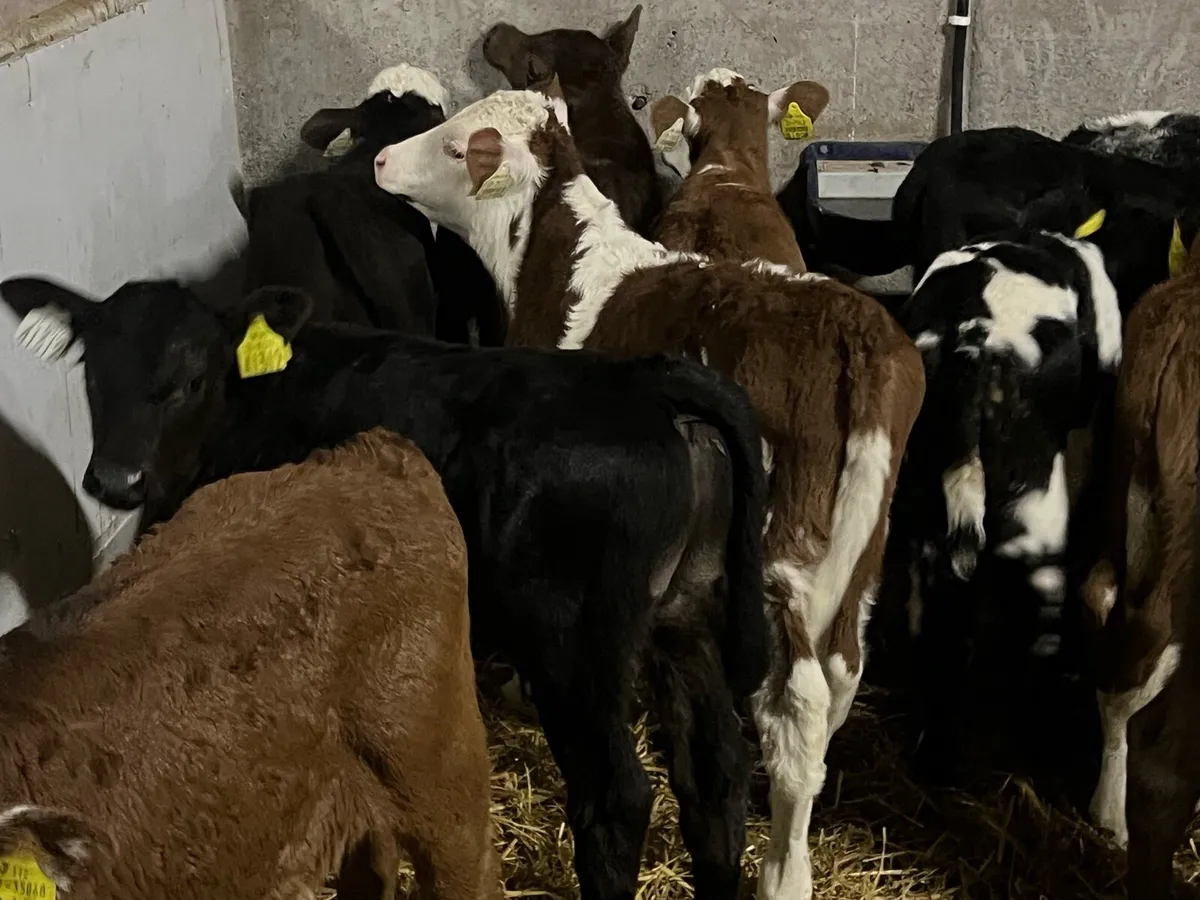 13 SUPER BULL CALVES - Image 3