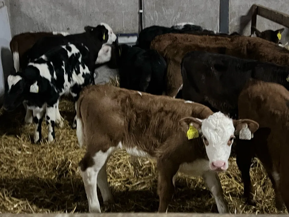 13 SUPER BULL CALVES - Image 4