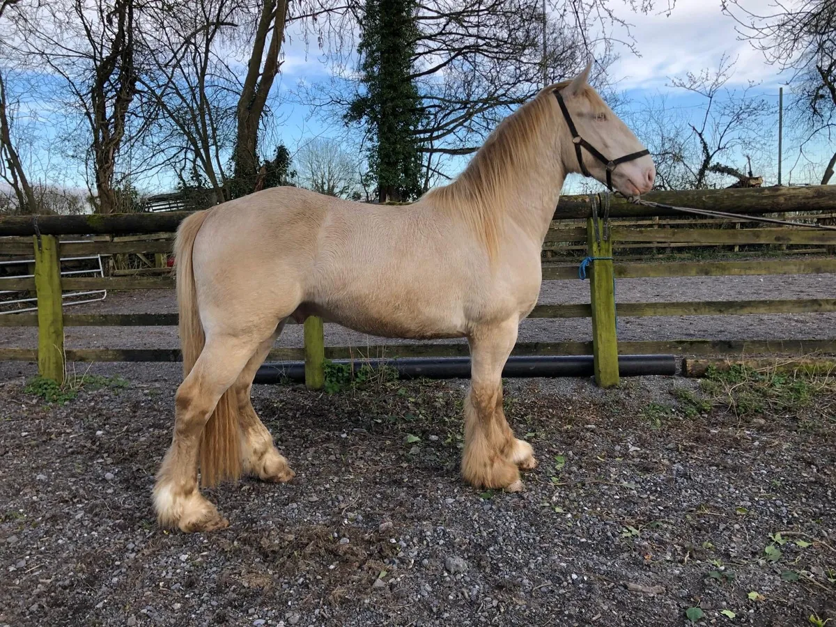 3 year old Cremello Colt - Image 1