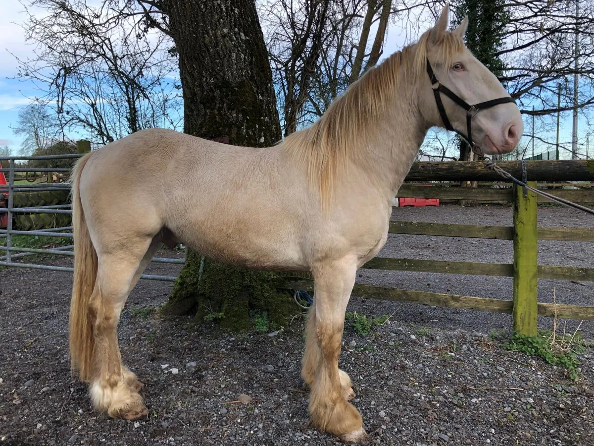 3 year old Cremello Colt - Image 3
