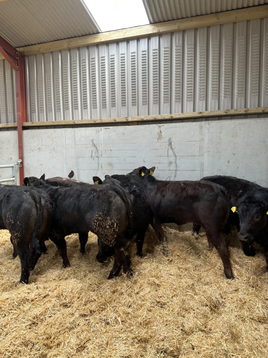 U and E grade heifers - Image 2