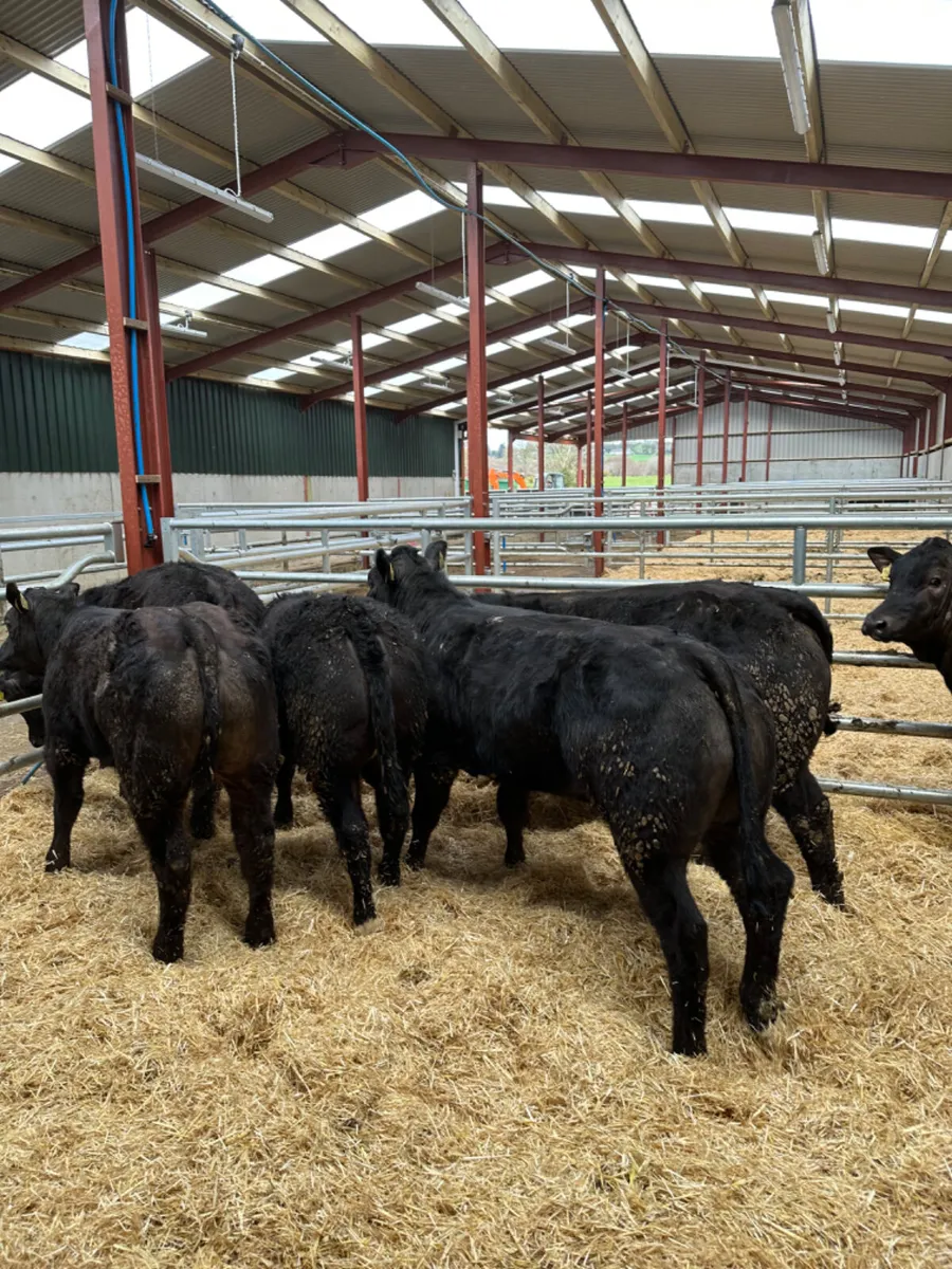 U and E grade heifers - Image 3