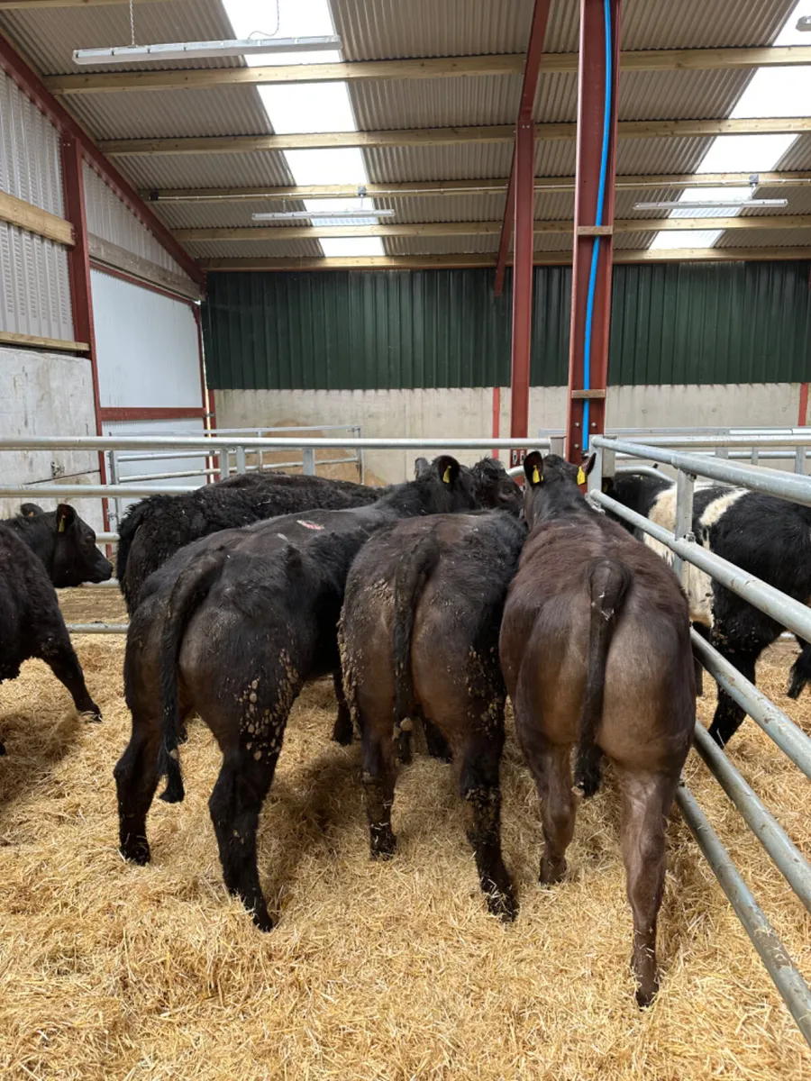 U and E grade heifers - Image 4