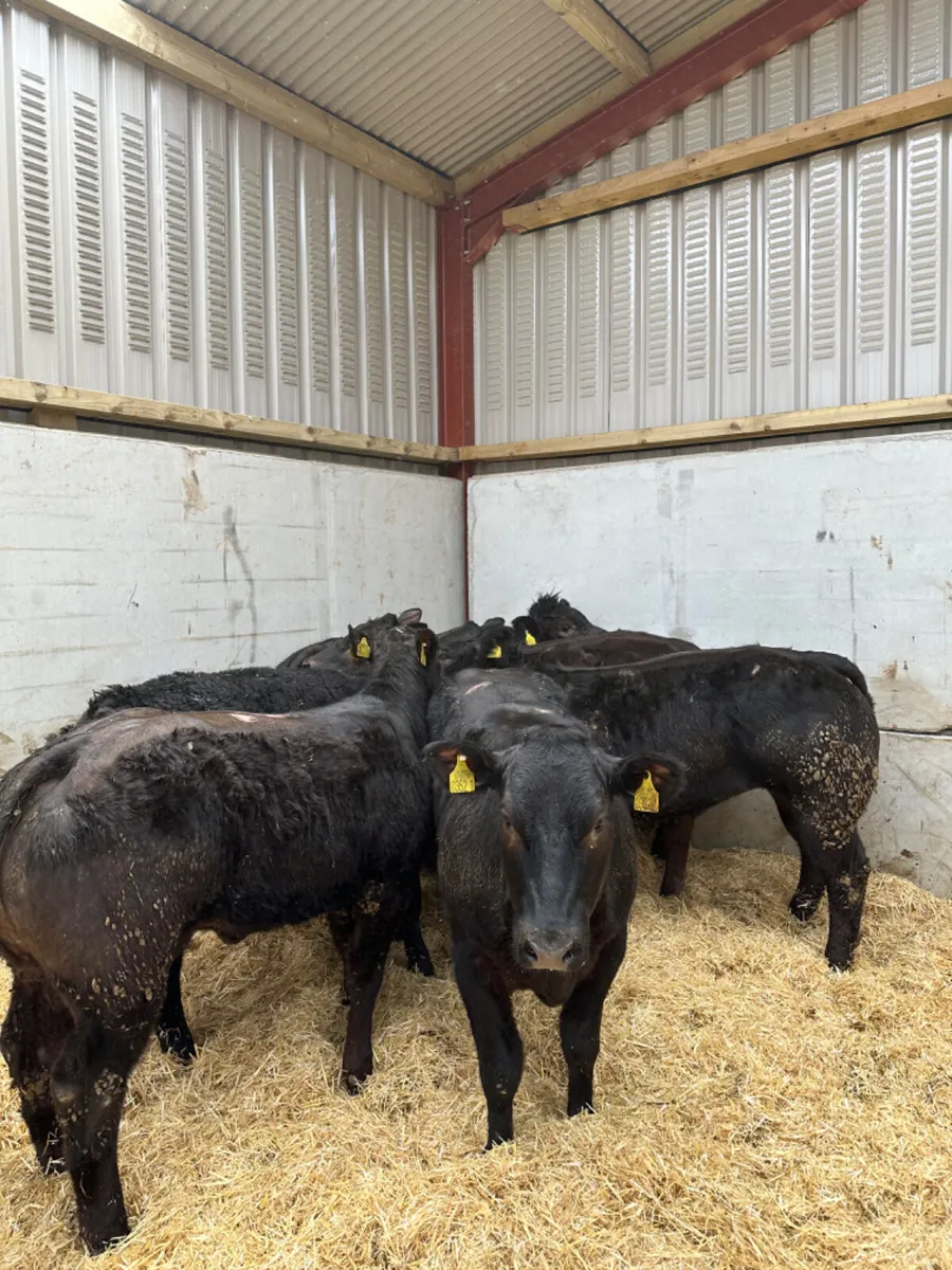 U and E grade heifers - Image 1