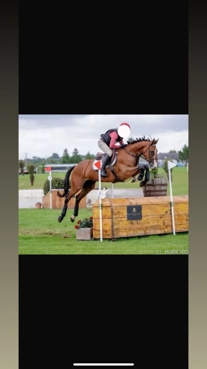 ISH / TB Mare - Image 1