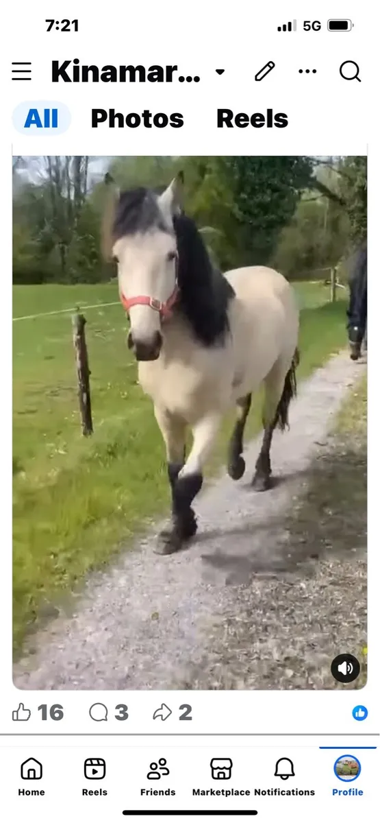 Connemara Stallions at Stud - Image 3